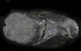Shark Coprolite (Fossil Poo) - South Carolina #24454-3